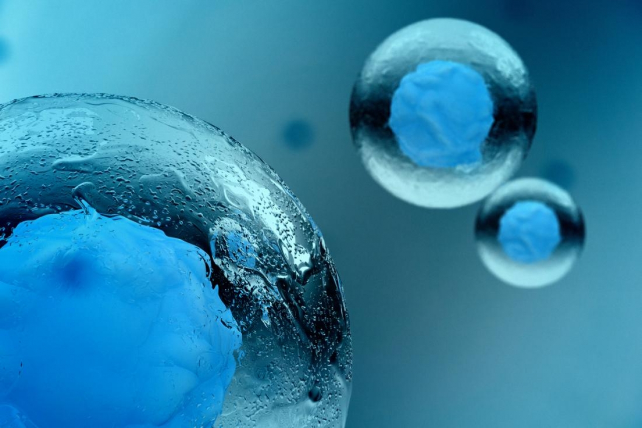 Что такое стволовые клетки?
